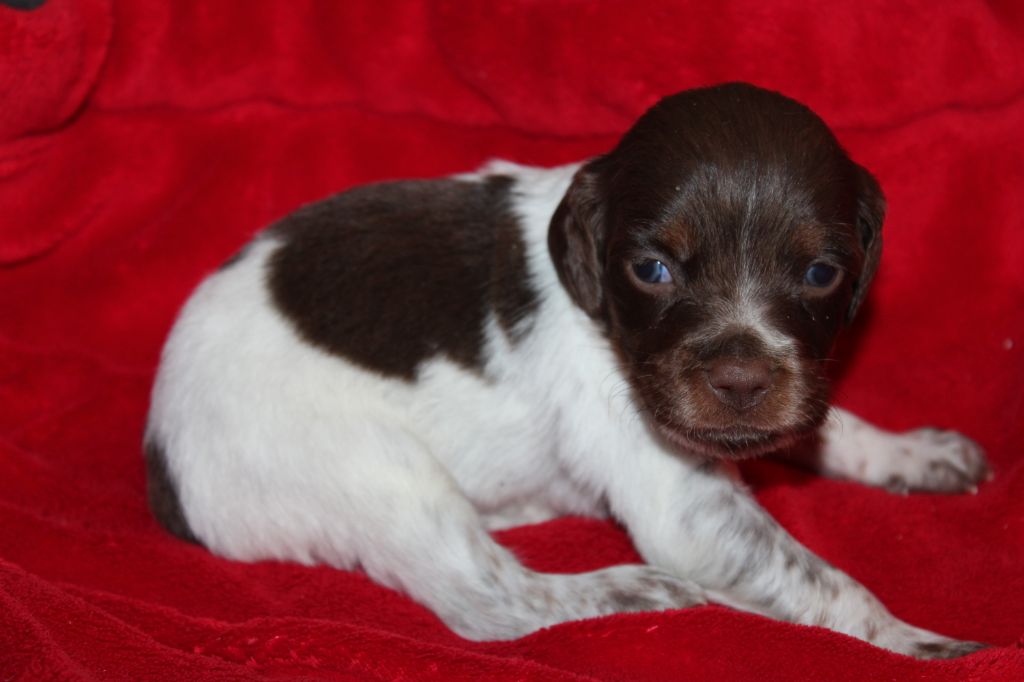 Toto De La Vallée De La Py