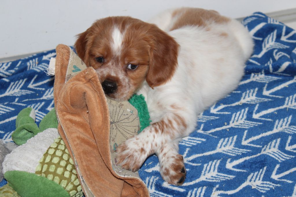 Artus De La Vallée De La Py