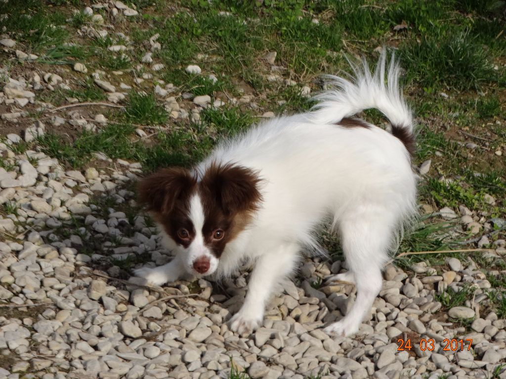 Mirabelle De La Vallée De La Py