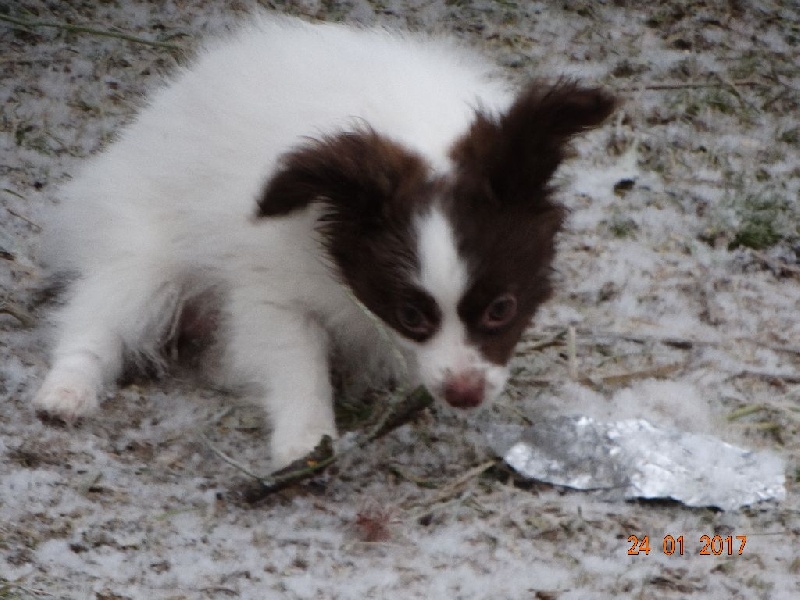 Mirabelle De La Vallée De La Py