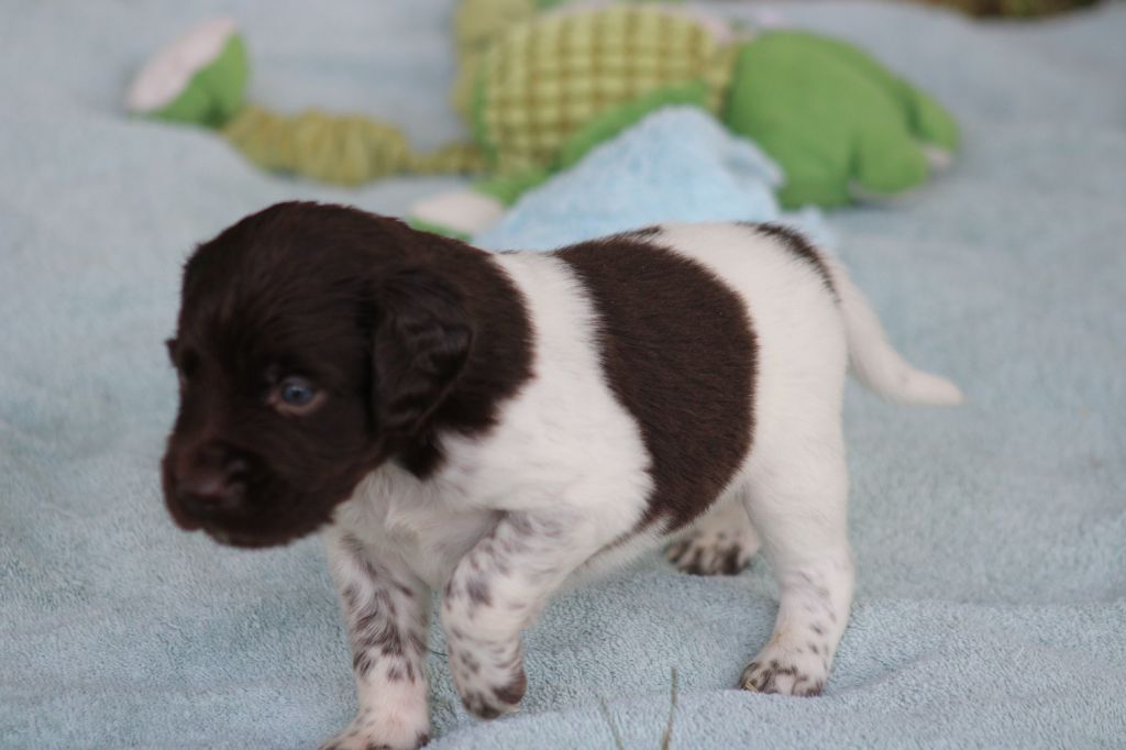 Alpha De La Vallée De La Py