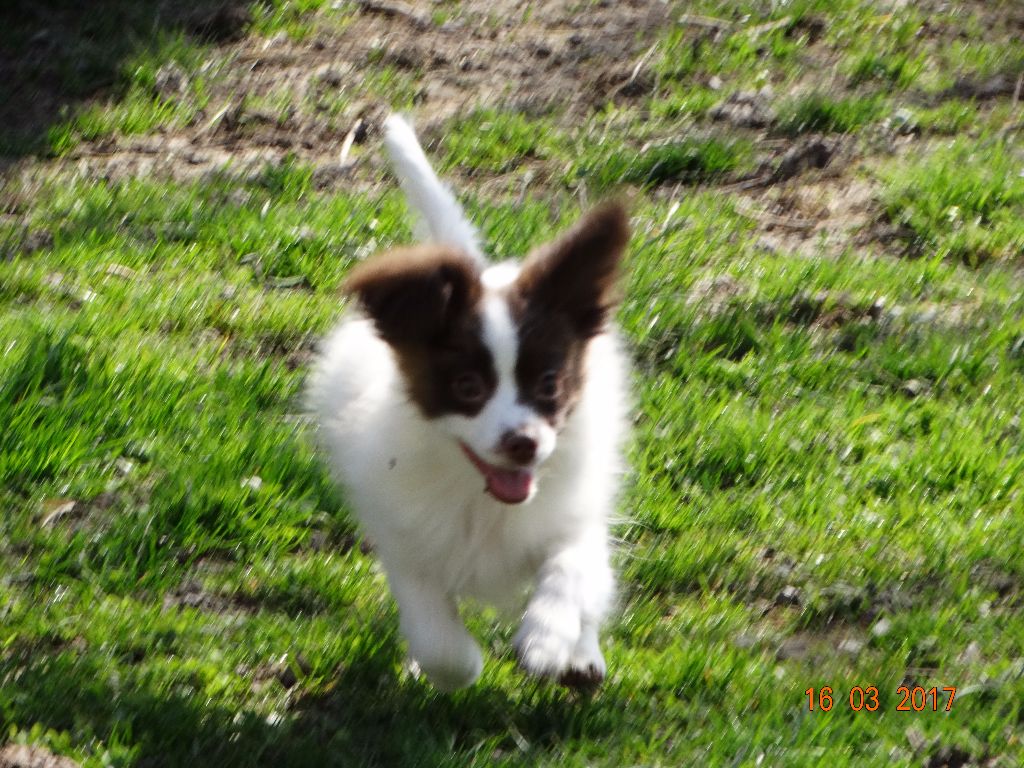 Mirabelle De La Vallée De La Py