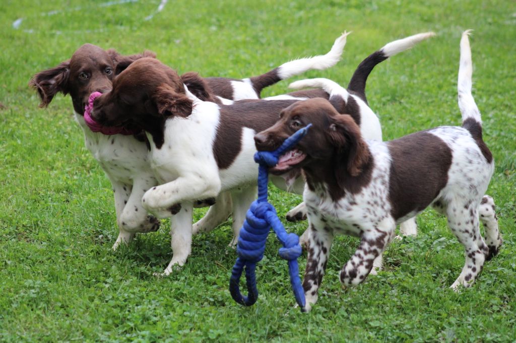 Alpha De La Vallée De La Py