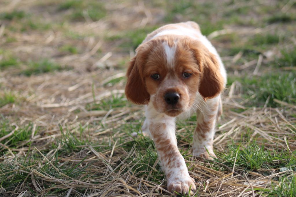 Artus De La Vallée De La Py