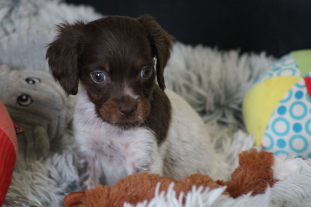 Toto De La Vallée De La Py