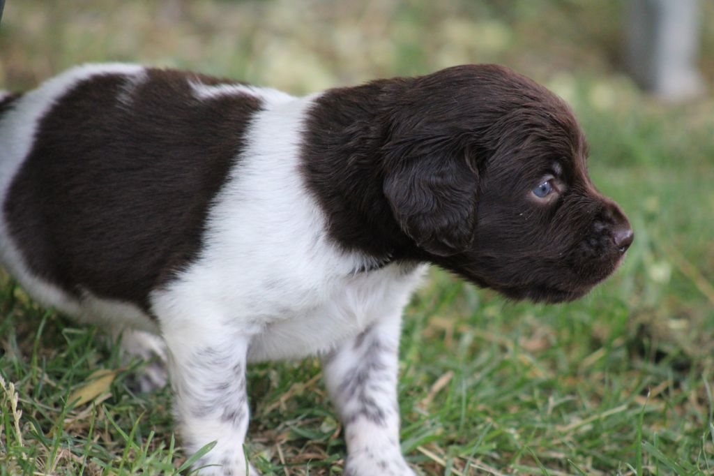 Alpha De La Vallée De La Py