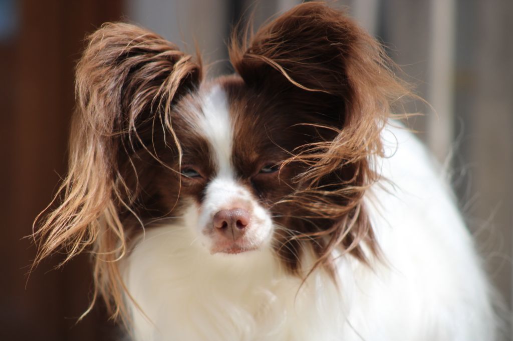 Mirabelle De La Vallée De La Py