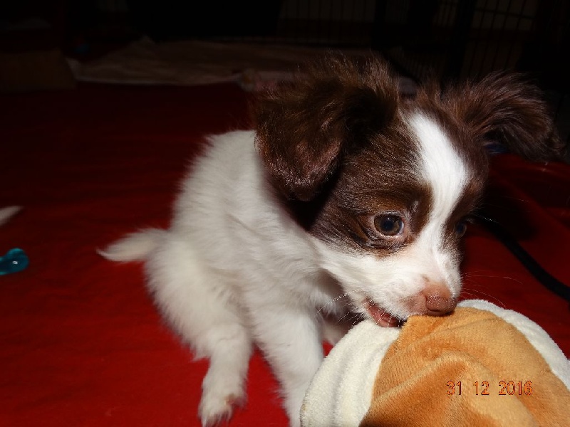 Mirabelle De La Vallée De La Py