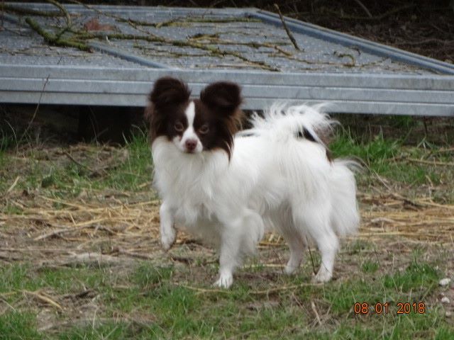 Mirabelle De La Vallée De La Py