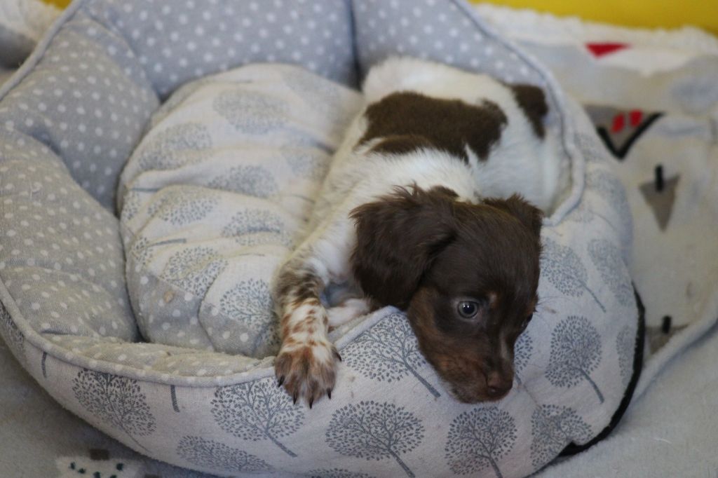 Toto De La Vallée De La Py