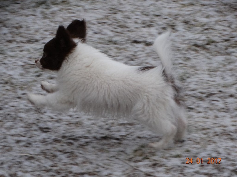 Mirabelle De La Vallée De La Py