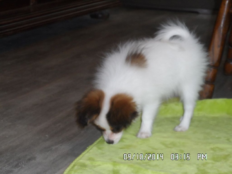 Jepp De La Vallée De La Py