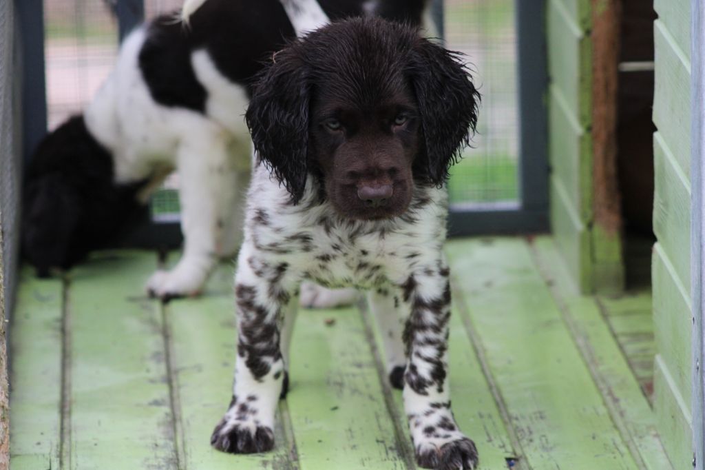 Alpha De La Vallée De La Py