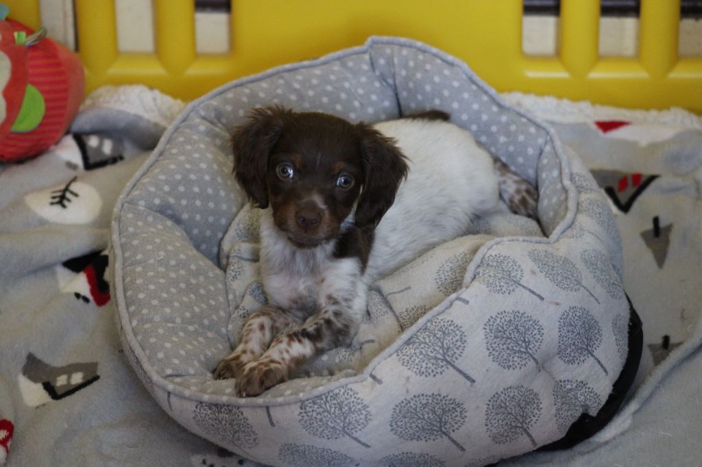 Toto De La Vallée De La Py