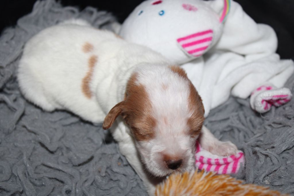 Tcho De La Vallée De La Py