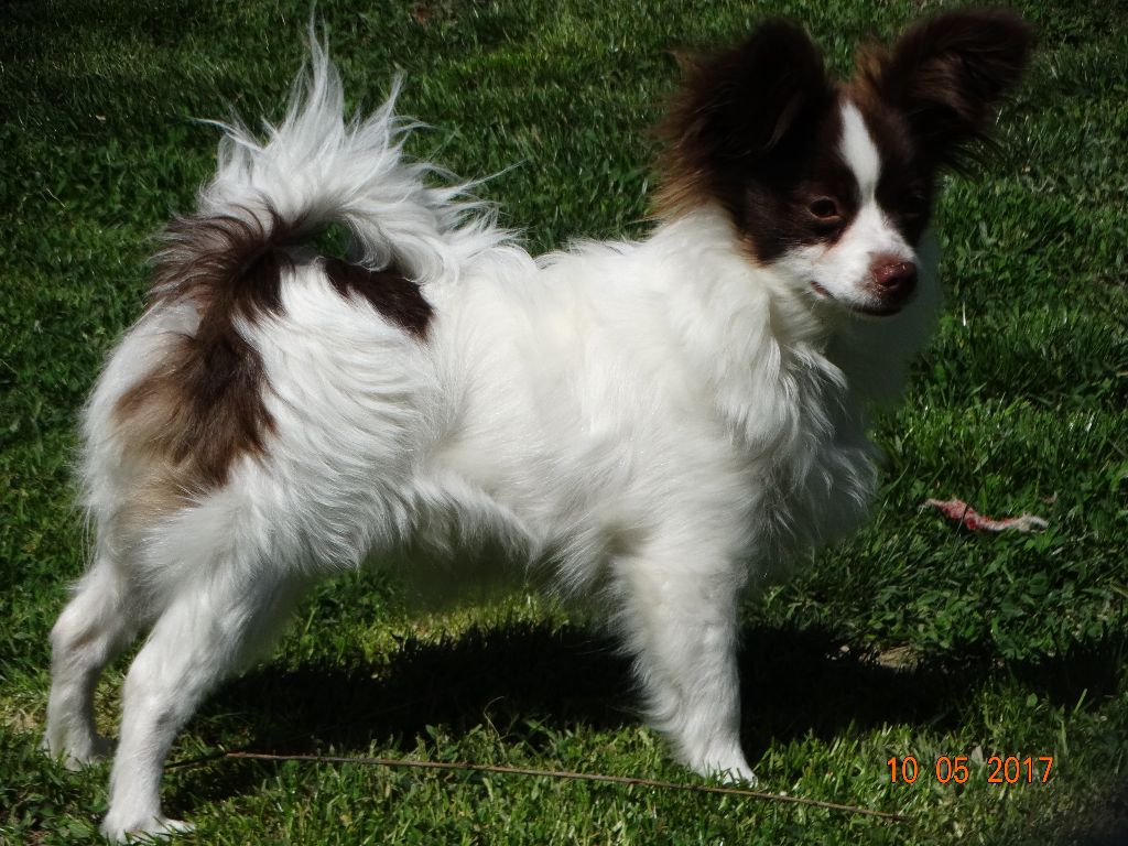 Mirabelle De La Vallée De La Py