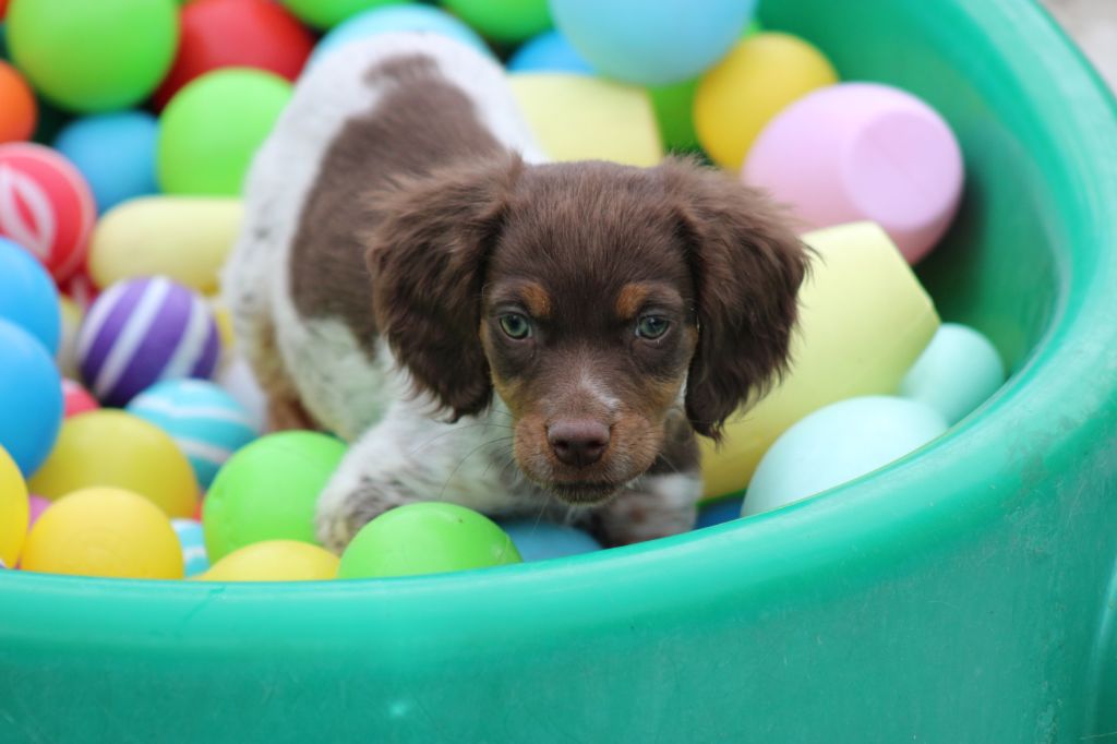 Toto De La Vallée De La Py