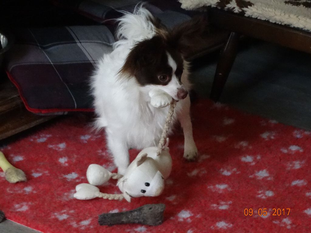 Mirabelle De La Vallée De La Py