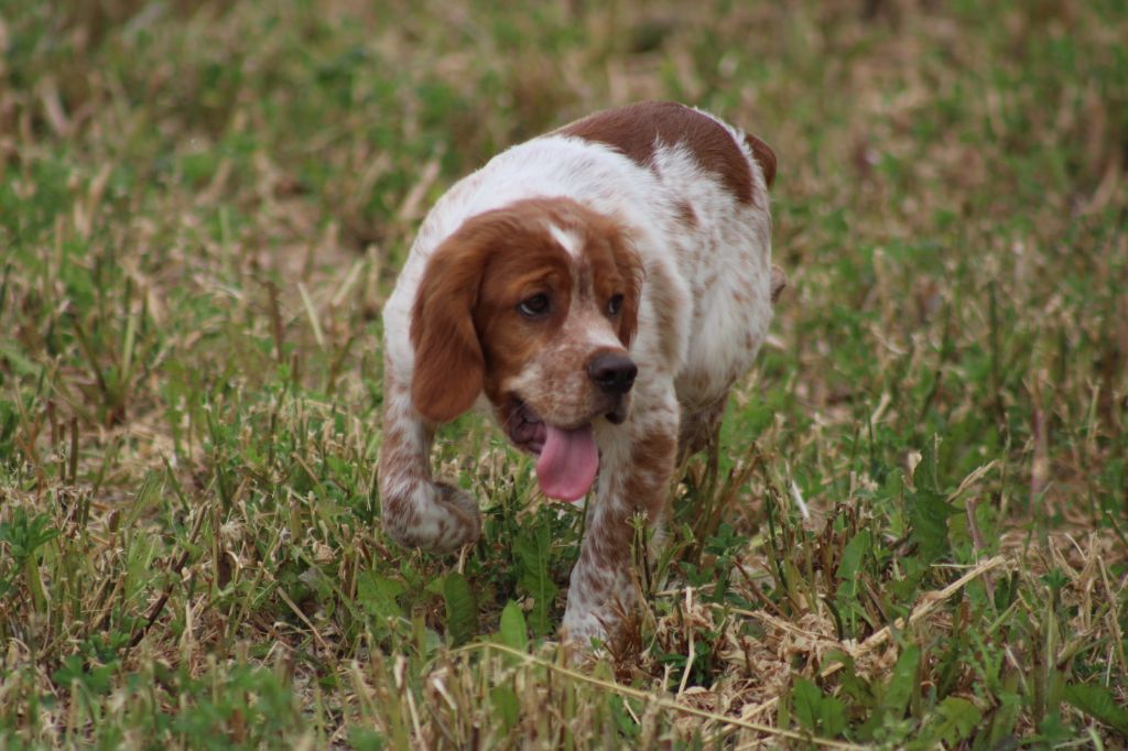 Artus De La Vallée De La Py
