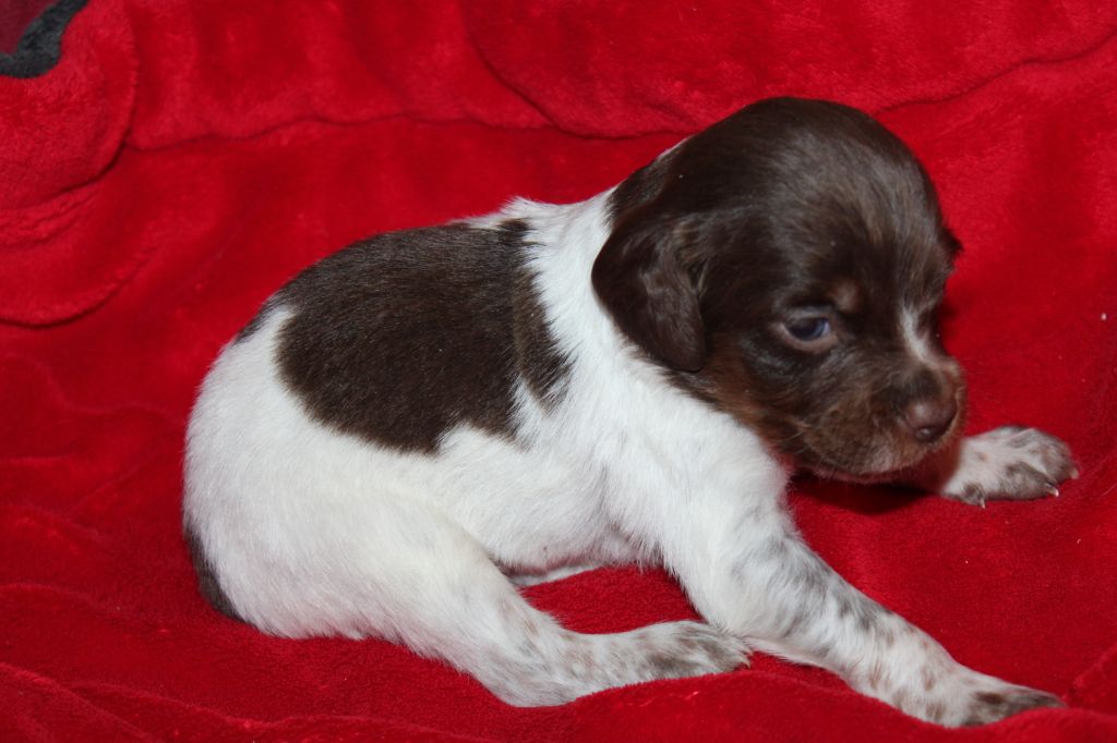 Toto De La Vallée De La Py