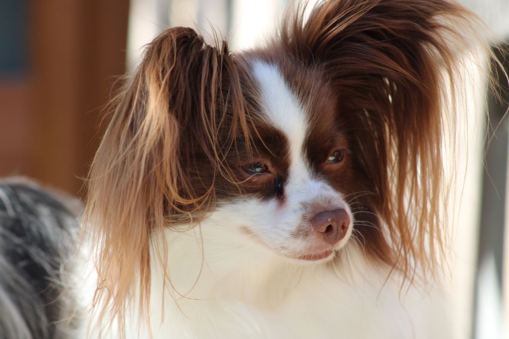 Mirabelle De La Vallée De La Py