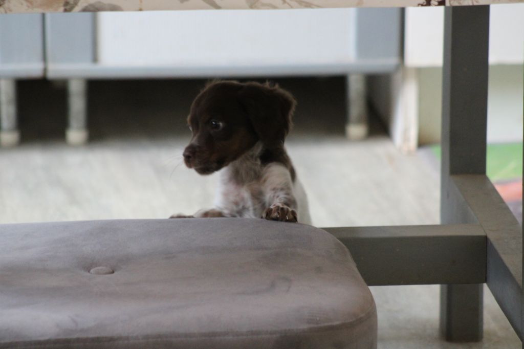 Toto De La Vallée De La Py