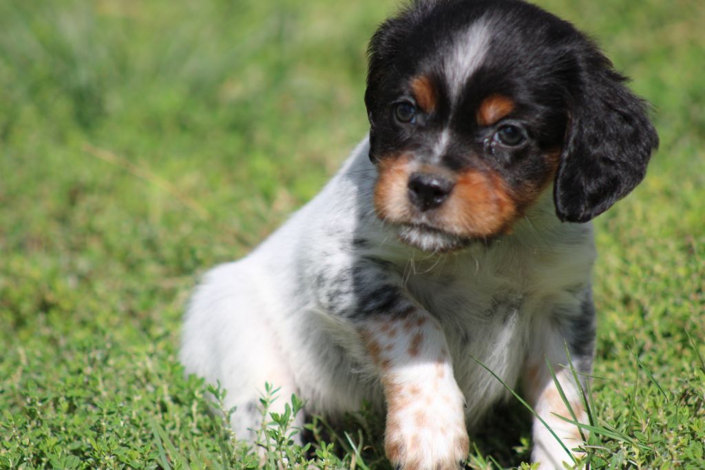 Publication : De La Vallée De La Py