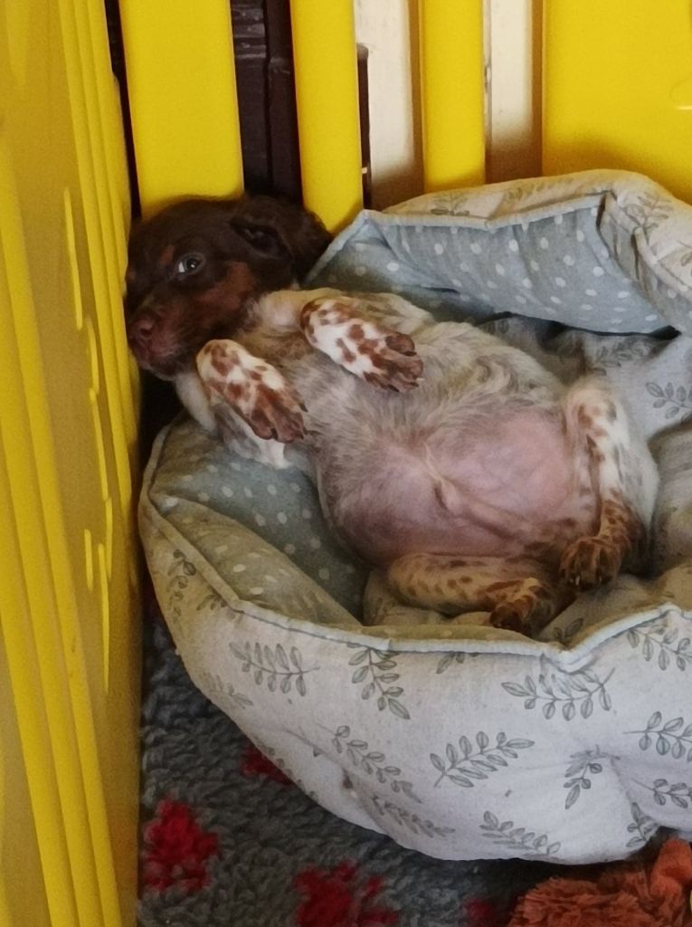 Toto De La Vallée De La Py