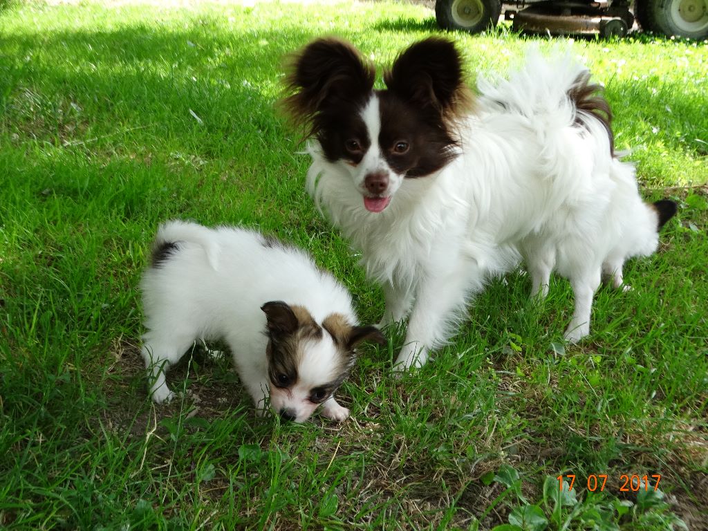 Mirabelle De La Vallée De La Py