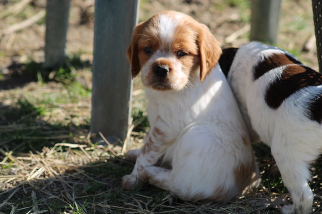 Artus De La Vallée De La Py