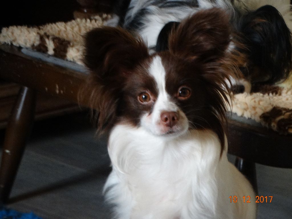 Mirabelle De La Vallée De La Py