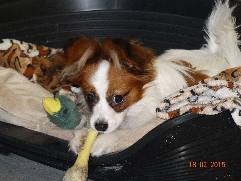 Jepp De La Vallée De La Py