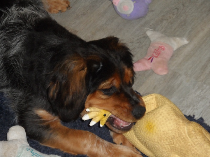 Harper De La Vallée De La Py