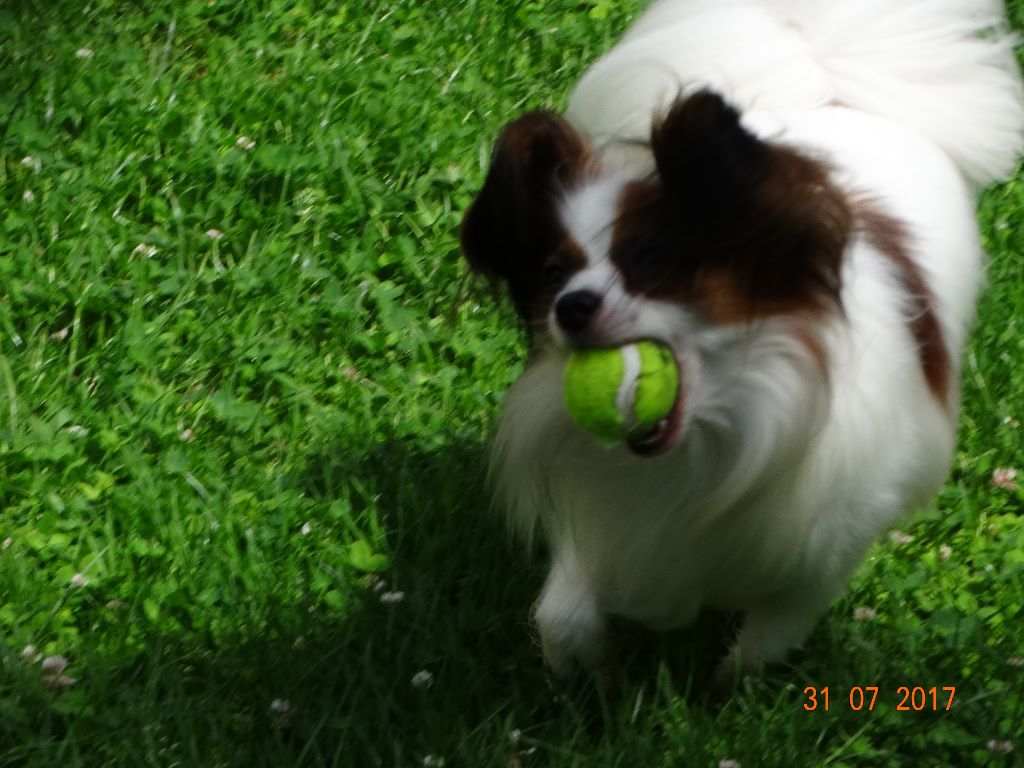 Jepp De La Vallée De La Py