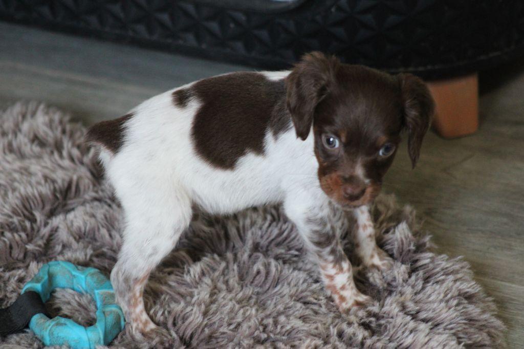 Toto De La Vallée De La Py