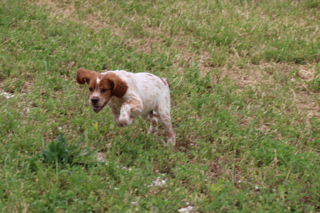 Artus De La Vallée De La Py