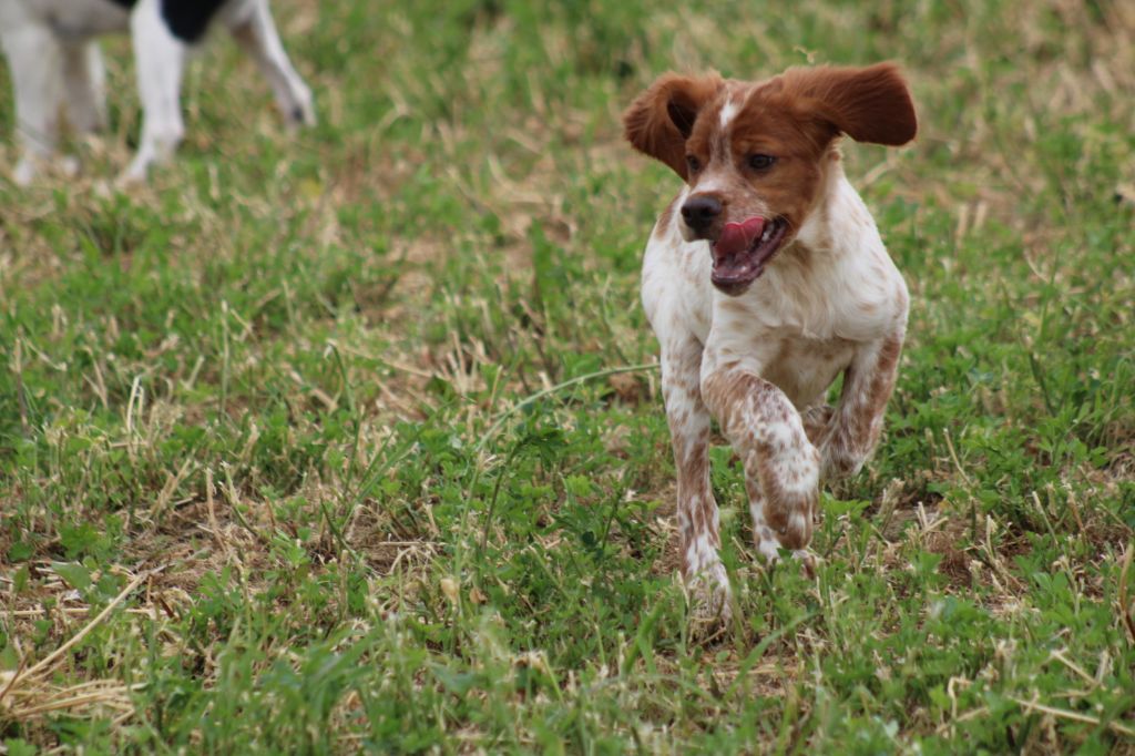 Artus De La Vallée De La Py