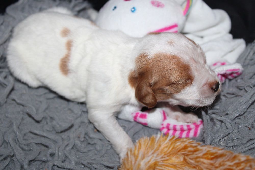 Tcho De La Vallée De La Py