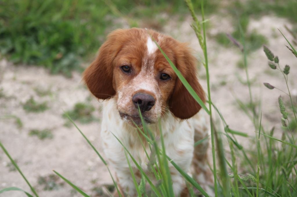 Artus De La Vallée De La Py