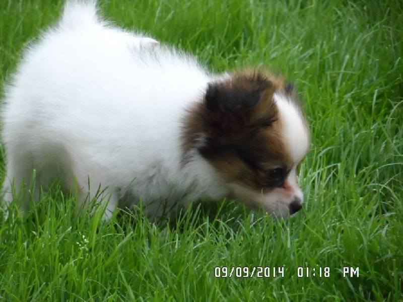 Jepp De La Vallée De La Py