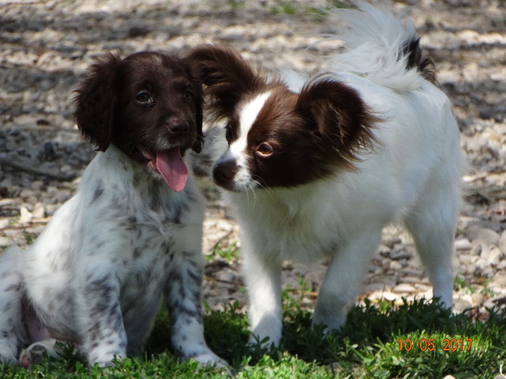 Mirabelle De La Vallée De La Py