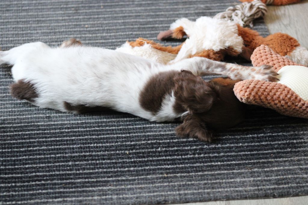 Toto De La Vallée De La Py