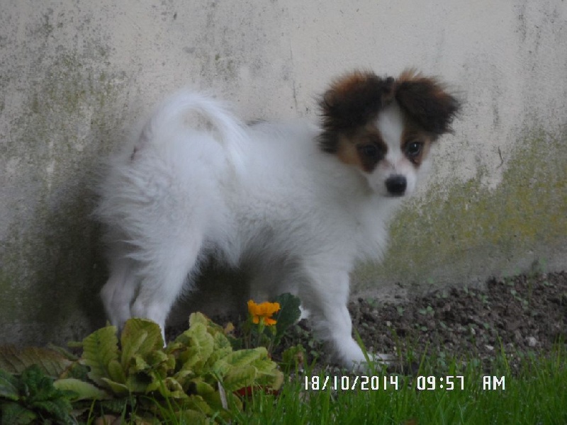 Jepp De La Vallée De La Py