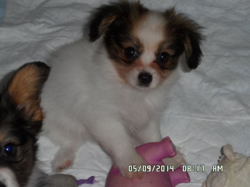 Jepp De La Vallée De La Py