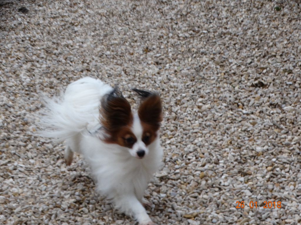 Jepp De La Vallée De La Py