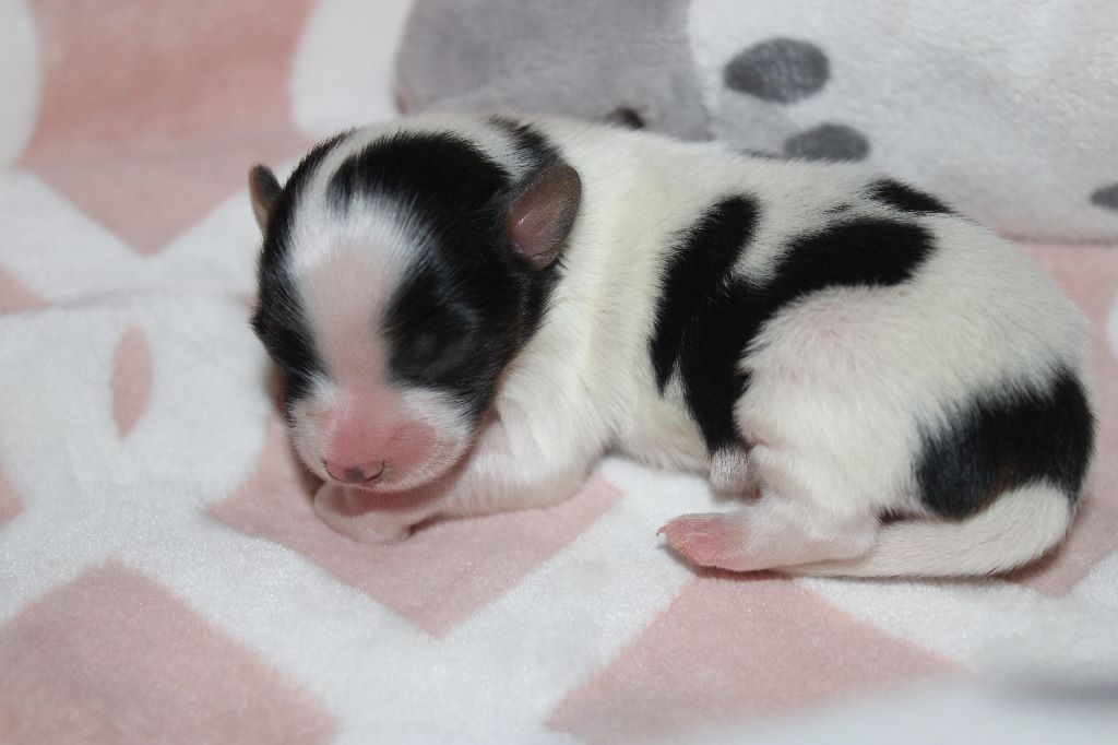 Ricky De La Vallée De La Py