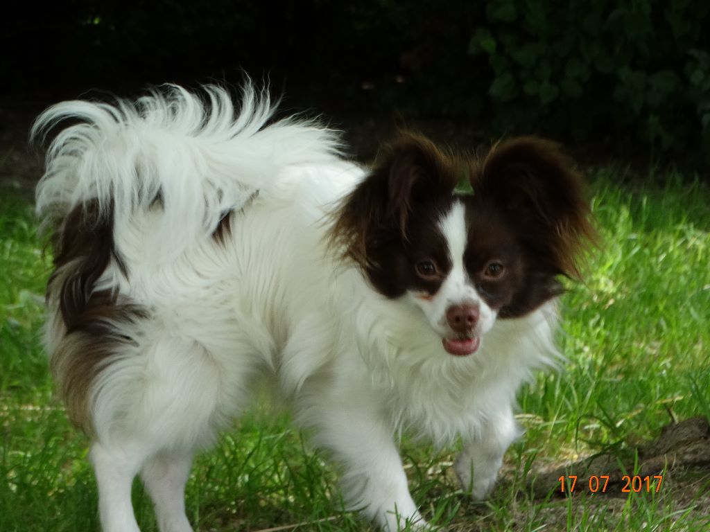 Mirabelle De La Vallée De La Py