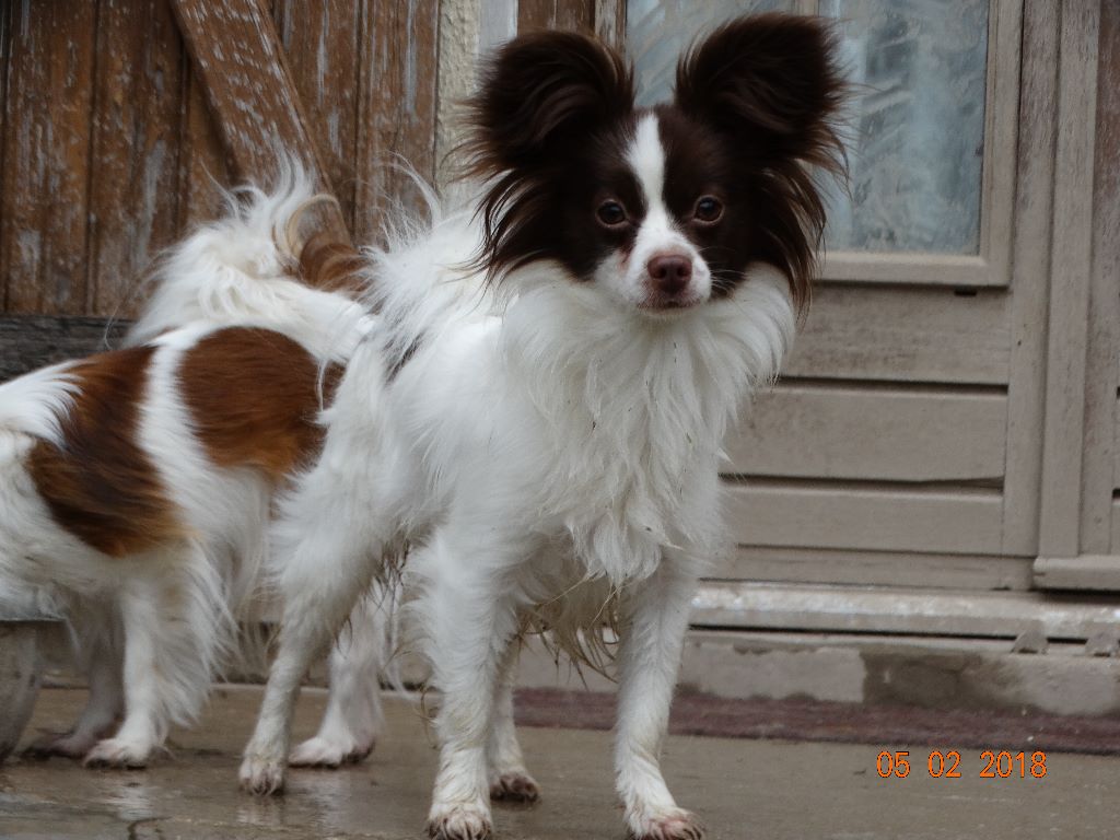 Mirabelle De La Vallée De La Py