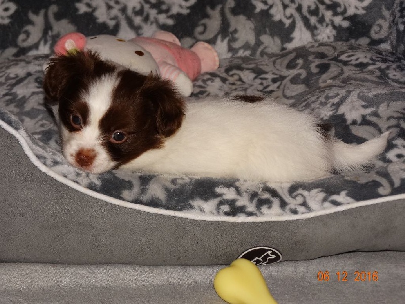 Mirabelle De La Vallée De La Py