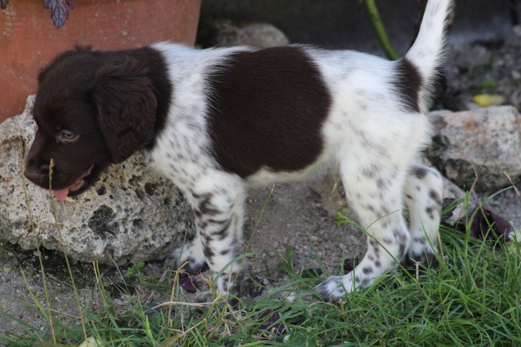 Alpha De La Vallée De La Py